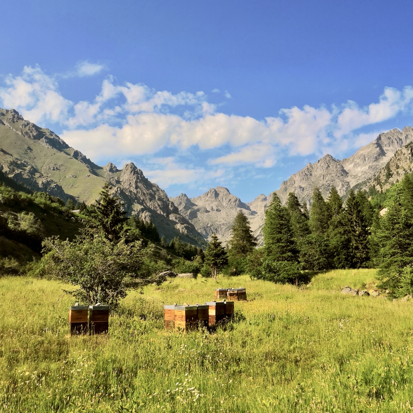Ruches dans les montagnes au bord de la Gordolasque, Mercantour