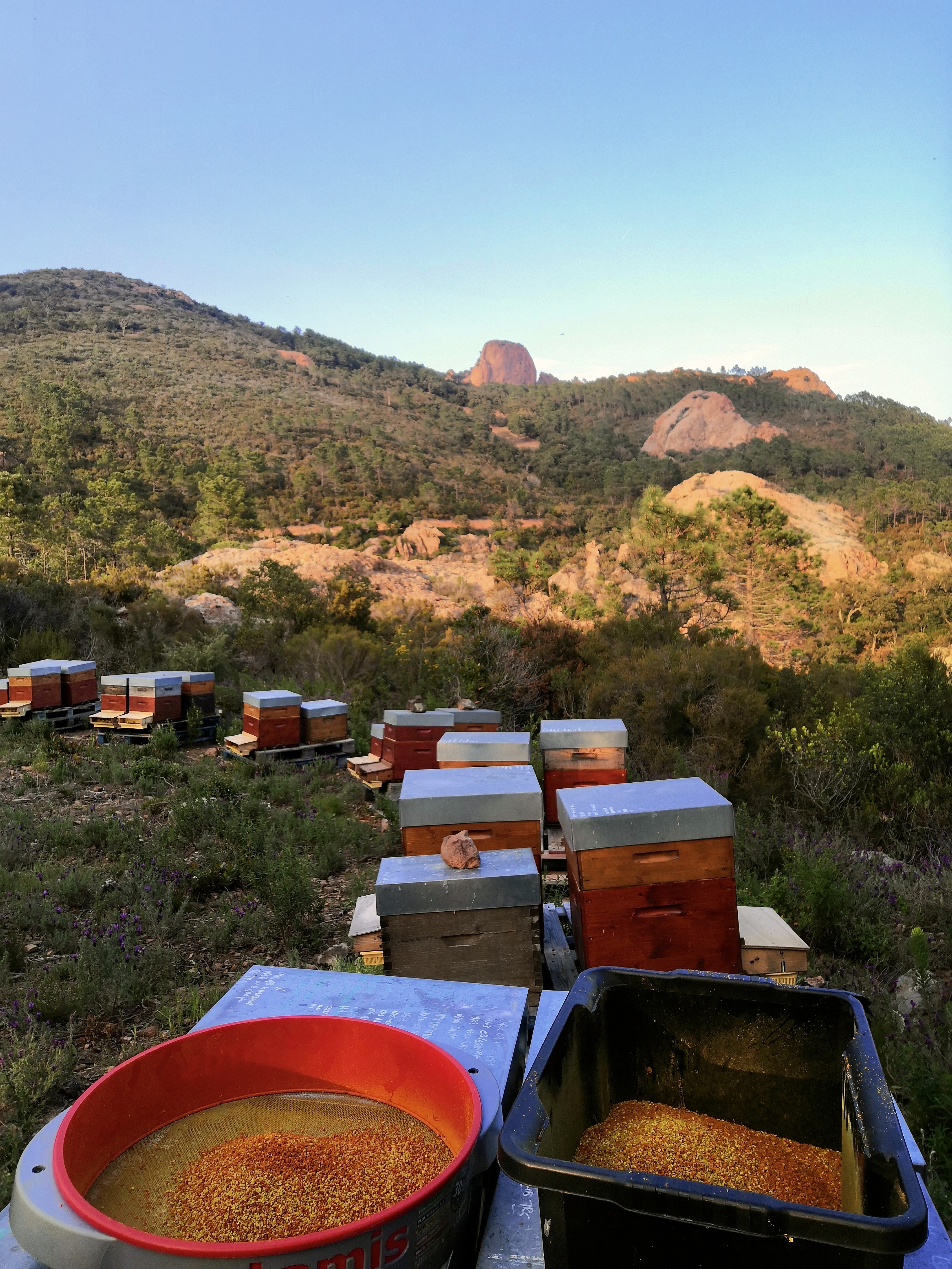 photo du pollen récolté