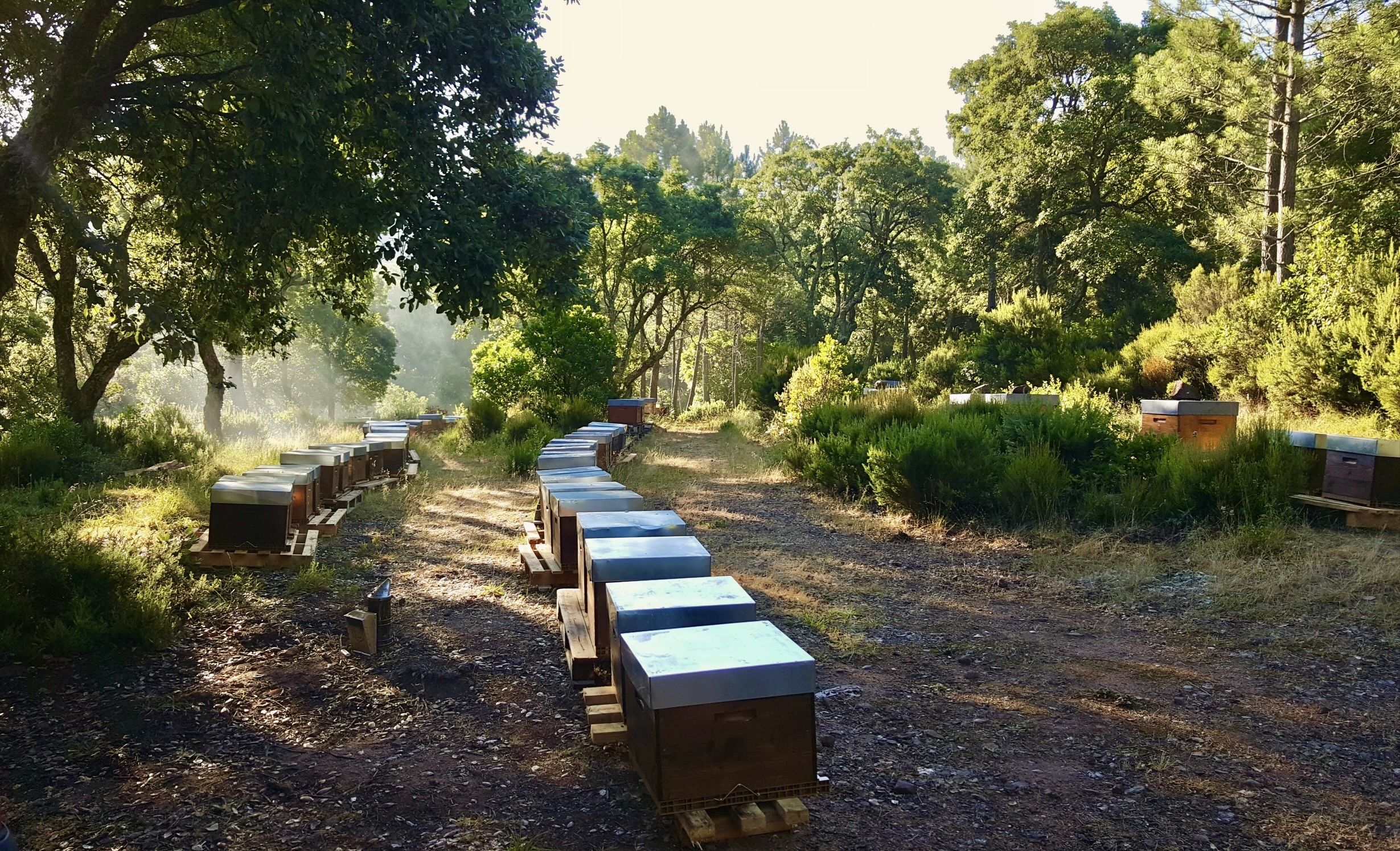 Ruches dans les montagnes au bord de la Gordolasque, Mercantour